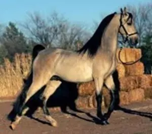 American Saddle Horser - Raça usada para refinamento da base genética da raça Campolina.