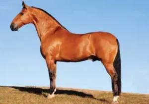 Cavalo que Atende aos Padrões da Raça Campolina