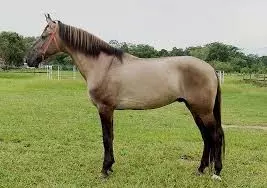 Cavalo que Não Atende aos Padrões da Raça Campolina