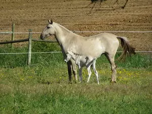 Sorraia - Uma das raças na formação do cavalo Campolina