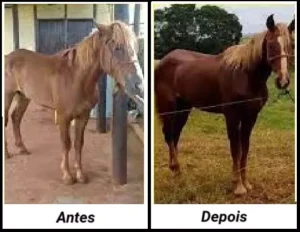 O antes e depois de um cavalo preparado para a exposição