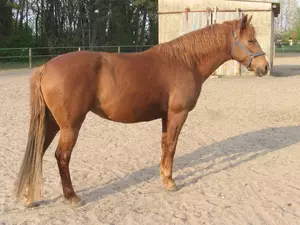 Berbere ou Berberisco - Uma das raças na formação do cavalo Campolina