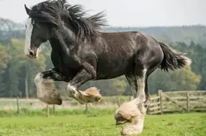 Clydesdale - Raça usada para refinamento da base genética da raça Campolina.
