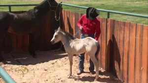 Treinador realizando exercício de imprinting com um potro recém-nascido
