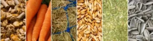 Variedade de alimentos e suplementos adequados para potros em crescimento
