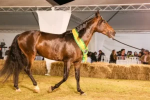 Cavalo Campolina - Apresentação de animal no leilão