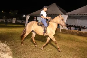 Cavalo Campolina - Apresentação de animal no leilão