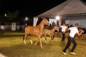 Cavalo Campolina - Apresentação de animais no leilão