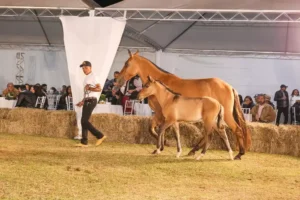Cavalo Campolina - Apresentação de animais no leilão