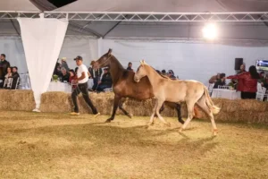 Cavalo Campolina - Apresentação de animais no leilão