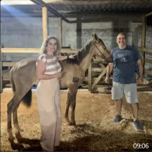 Cavalo Campolina - Cyd de Souza Lima Junior