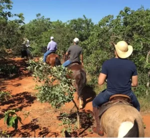 Cavalo Campolina - José Salvador, Henrique e José Henrique cavalgando pelo Haras