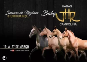 Cavalo Campolina - Leilão Baby 2024 - (19-a-27-03-2024)