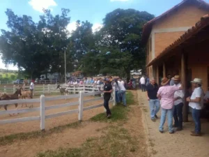 Cavalo Campolina - Momentos Década 2020