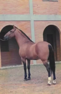 Gavião de Macuna - Filho-(Filho de Ousado de-PT x Imperatriz das Arábias)