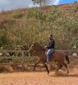 Cavalo Campolina - Luciano Guido de Macedo