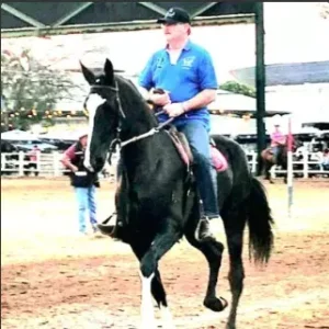 Cavalo Campolina - Olavo Gasparin (HARAS PACURI)